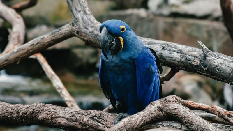parrot, blue, bird, 4k