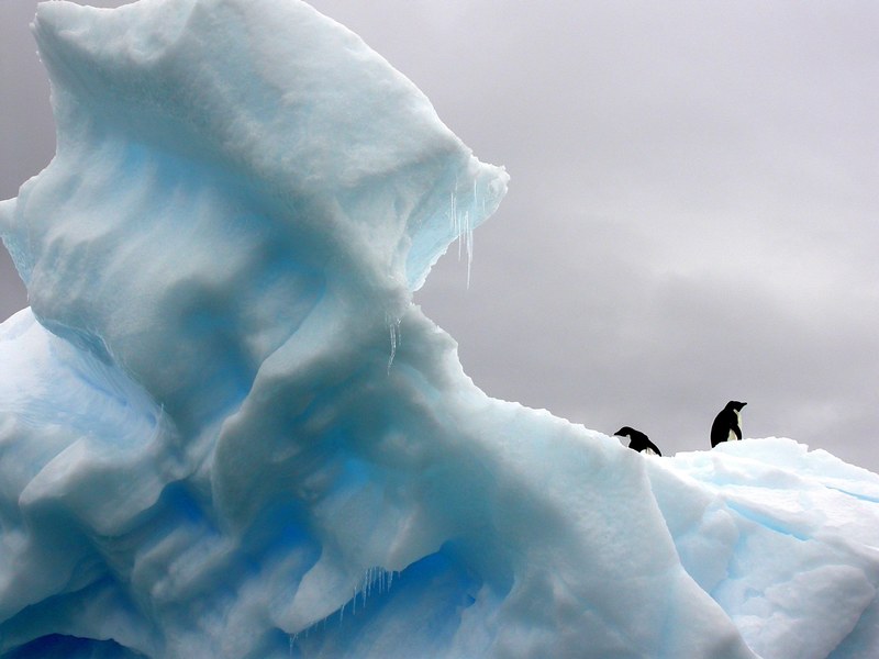 two penguins walking on an irregularly shaped light blue iceberg, blue iceberg with penguins 4k