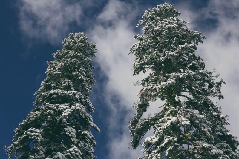 two towering snow capped pine trees against a cloudy sky, two pine trees on a winters day 4k