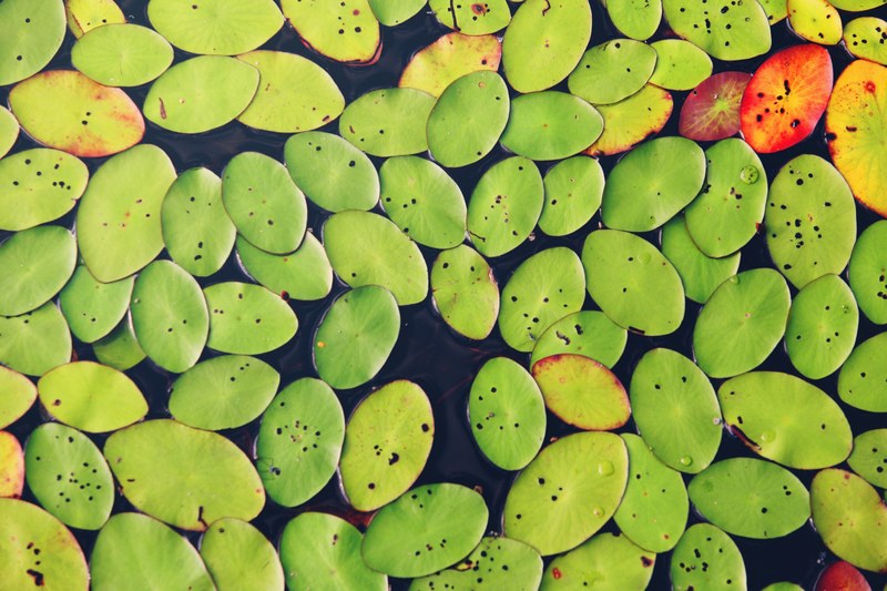 a top view of a cluster of green and yellow lily pads on the surface of water, green lily pads on water 4k
