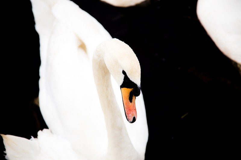 swan bird water and aquatic bird 4k