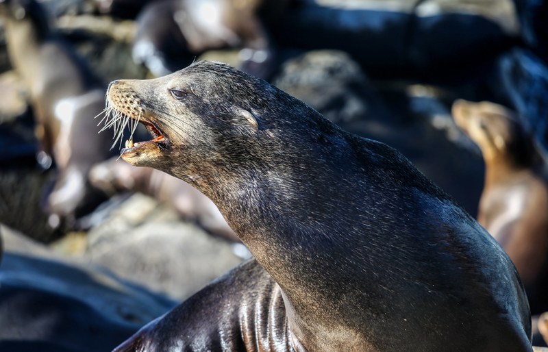 wet sea lion roaring and showing teeth with more seals in background la jolla cove, seal roaring la jolla cove 4k