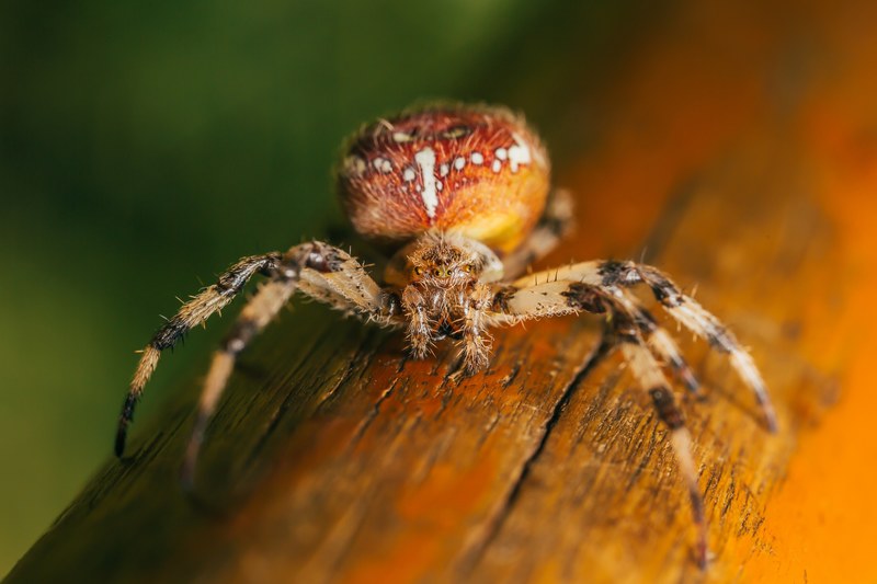 spider insect closeup and arachnid 4k