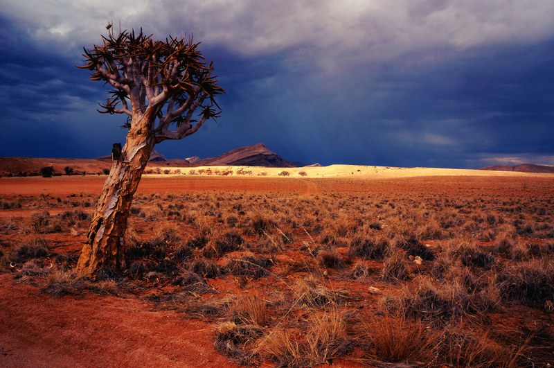 unique trees and desert foliage under a stormy desert sky, stormy desert sky 4k