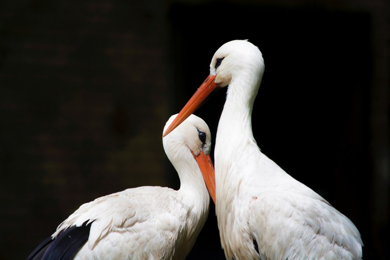 bird stork pair and heron 4k