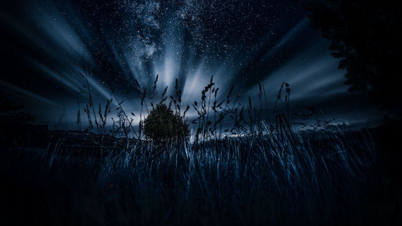 starry sky, tree, grass, night, 4k