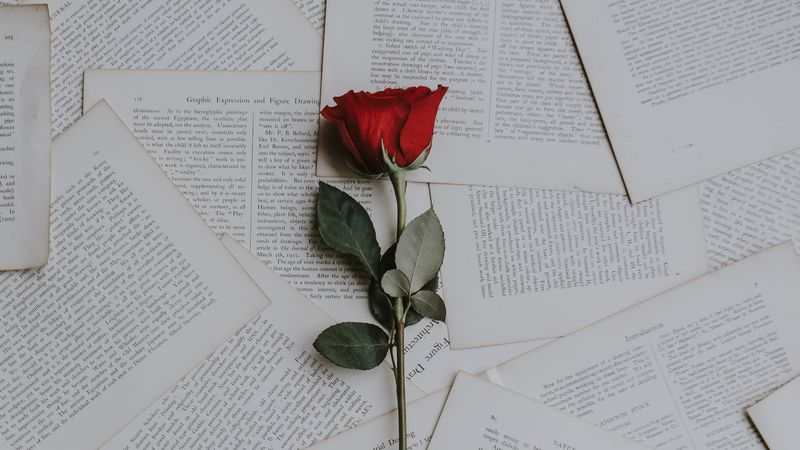 rose, books, texts, 4k