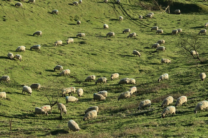 field sheep animal and grass 4k