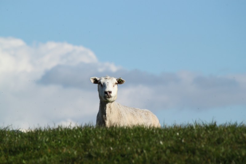 lone sheep stares over the top of a grassy hill, sheep on the hillside 4k