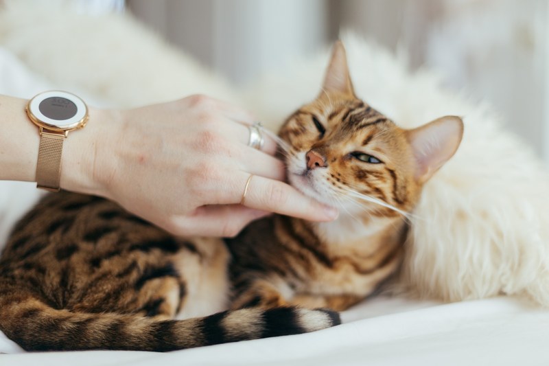 a persons hand gently stroking a tabby cat lying on a bed, petting a cat 4k