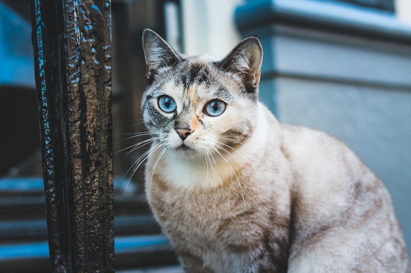 cat feline pet and kitten 4k
