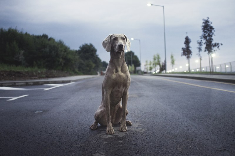 a watchful weimaraner sitting on asphalt in the evening, vigilant weimaraner dog 4k