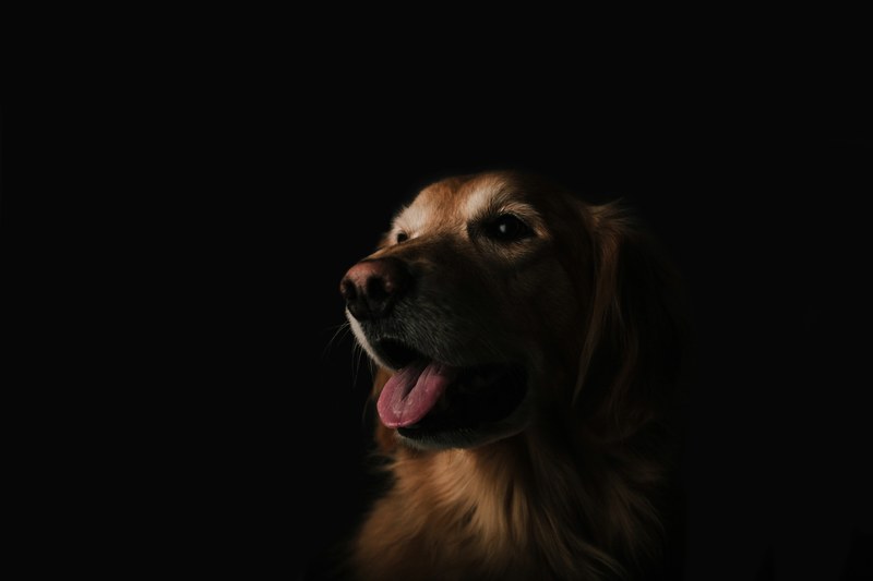 dog canine and animal wallpapers 4k