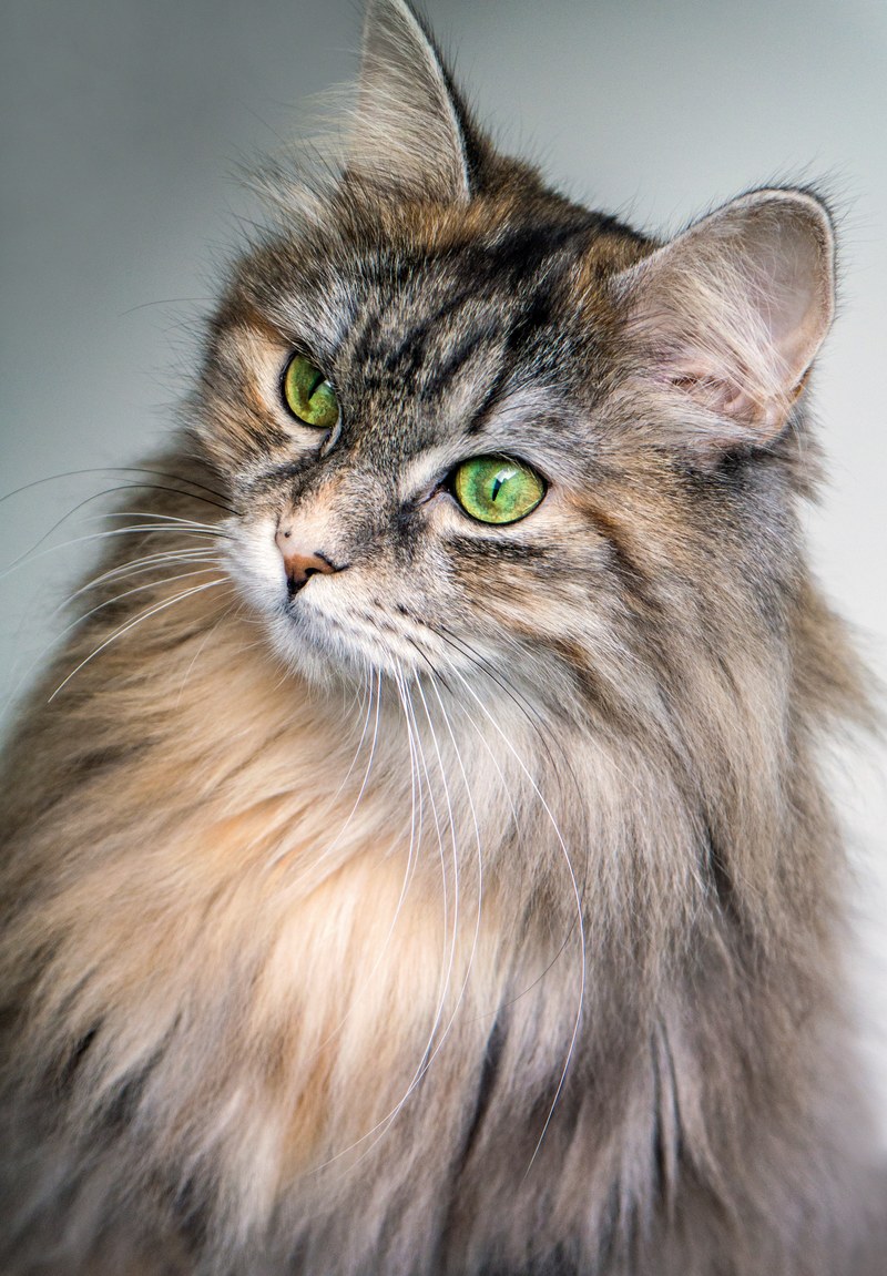 close up of a furry green eyed maine coon cat, maine coon portrait 4k