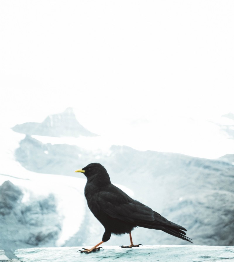 bird black snow and ice hd, 4k