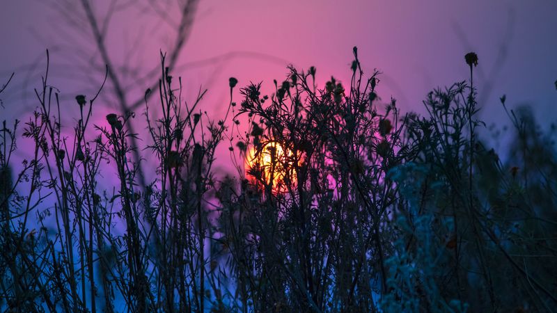 grass, plant, light, 4k