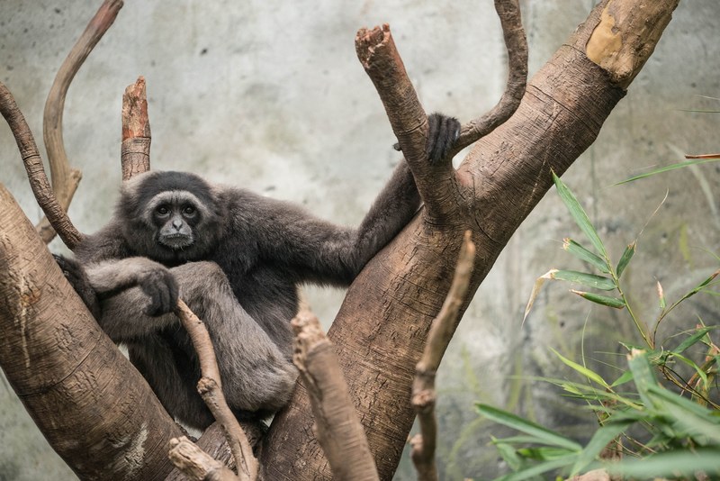 monkey tree primate and zoo 4k