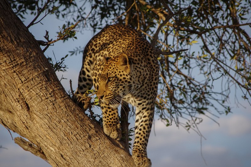 leopard perched in a tree stalks its prey from above in masai mara game reserve, prowling leopard on a tree 4k