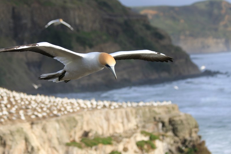 seagull flying and looking down on the coastline at muriwai beach, seabirds over a cliff 4k