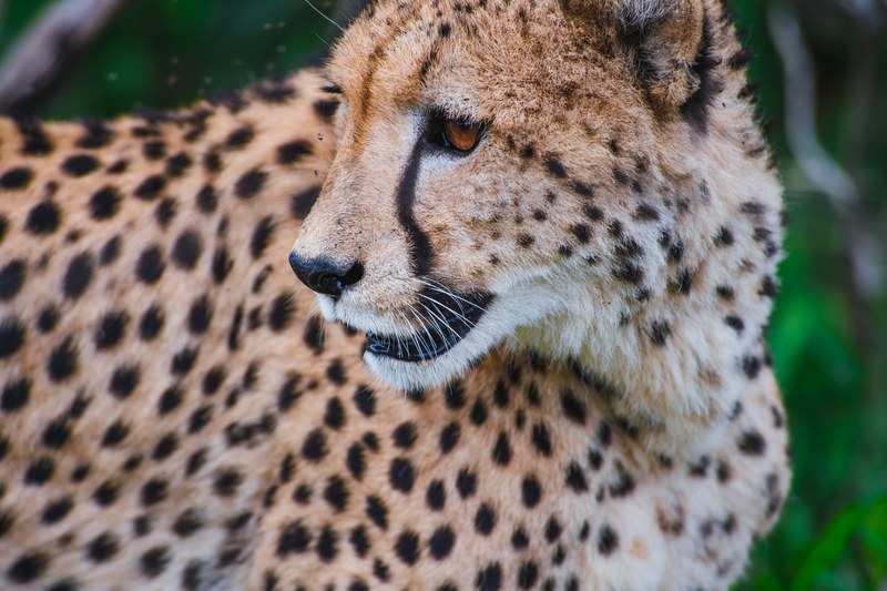 curious cheetah looks into the distance at its prey, curious cheetah 4k