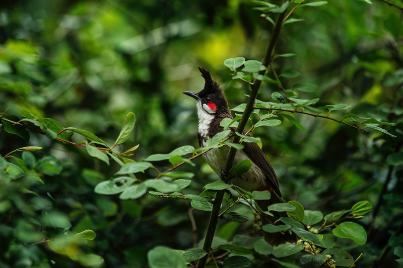 bird tree feather and leafe 4k