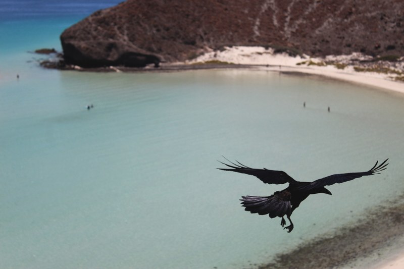 drone view of black crow flying above the ocean bay at la paz, black crow flying 4k