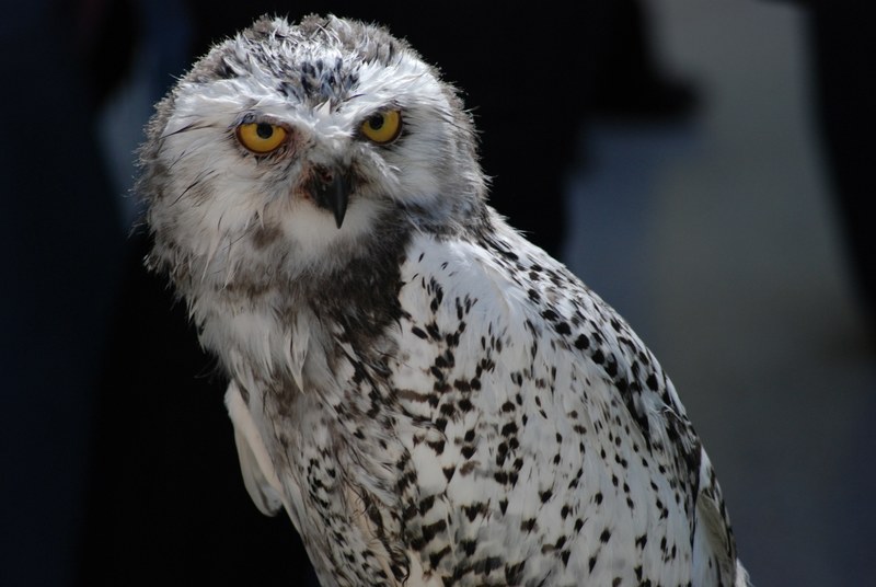 snowy owl owl bird and feather 4k