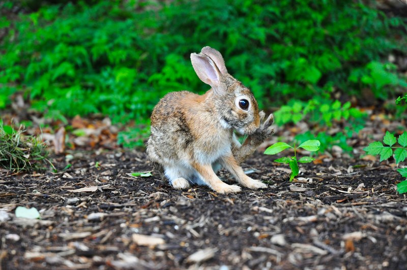 scared bunny rabbit stands still in the dirt, cute bunny 4k
