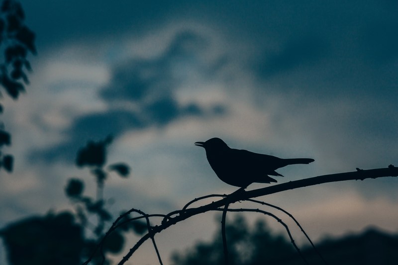silhouette of a bird perched on a branch against a cloudy evening sky, bird at sunset 4k