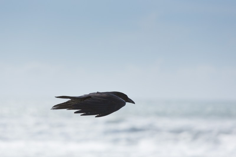 a black raven in flight, flying raven 4k