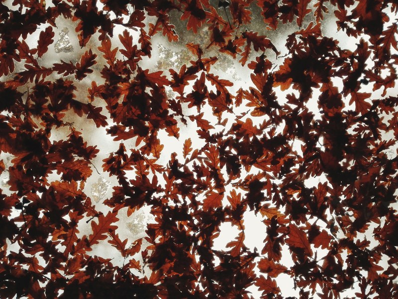 rooszan fall leaf and leafe 4k