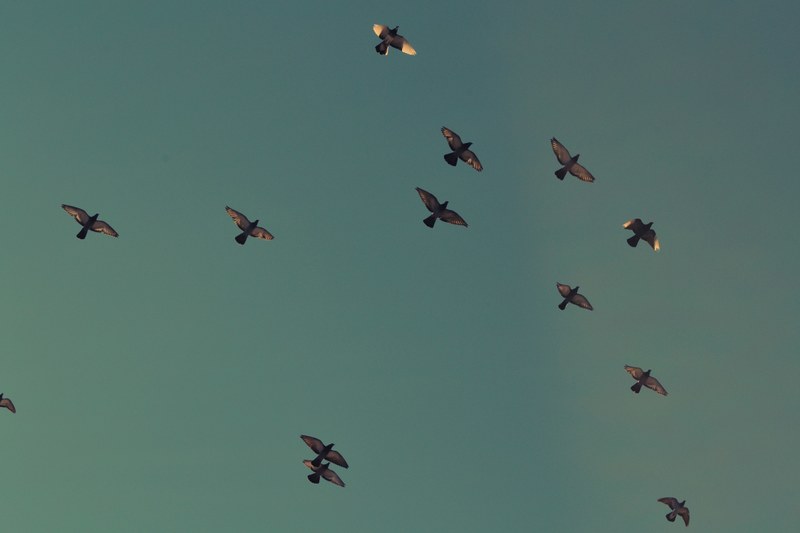 a flock of pigeons flying in the sky, flock of pigeons 4k
