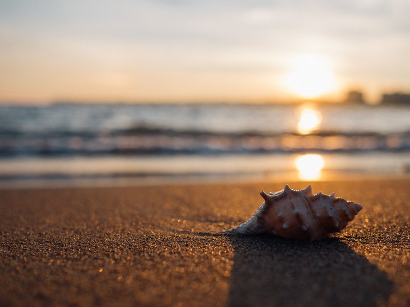 shell on the fine sand beach during sunset, seashell in the sun 4k