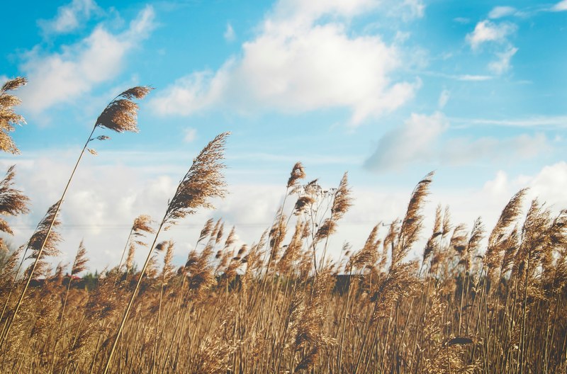 grass field cloud and breeze 4k