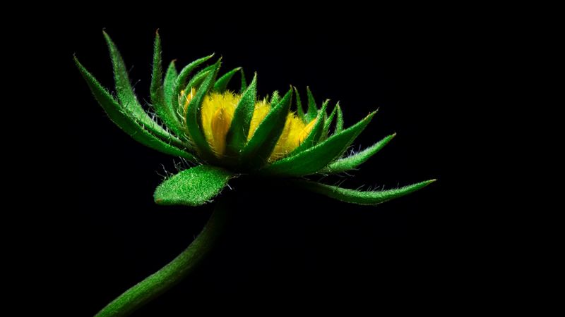 flower, sunflower, artificial, 4k