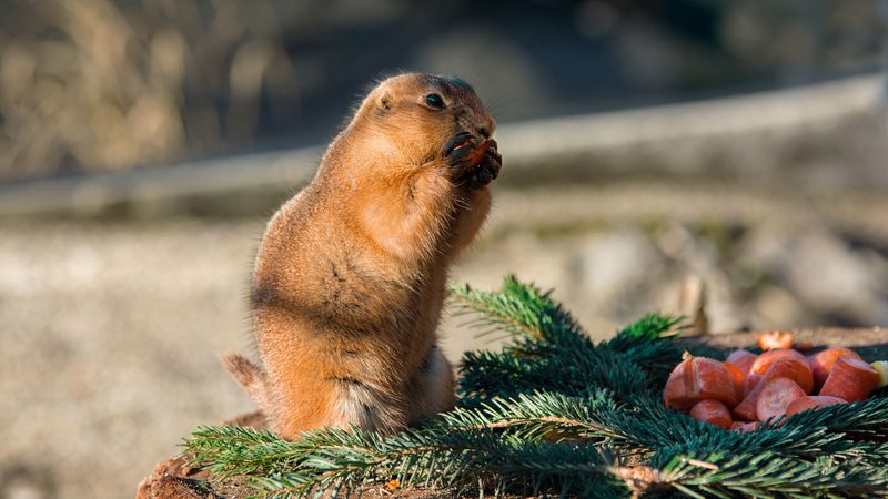 gopher, rodent, eats, 4k