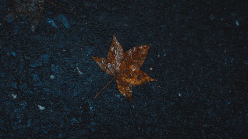 leaf, wet, maple, 4k