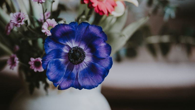 anemone, flower, petals, 4k
