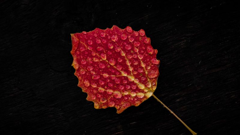 leaf, drop, red, 4k