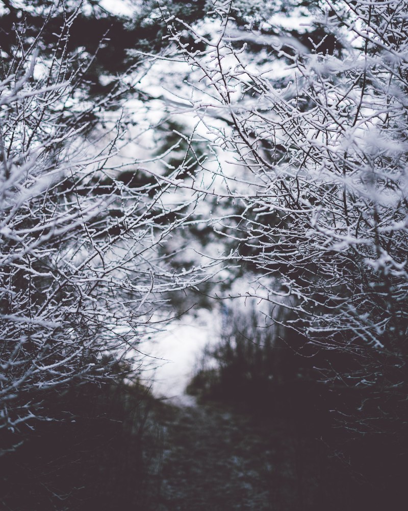tree woodland forest and snow hd, 4k