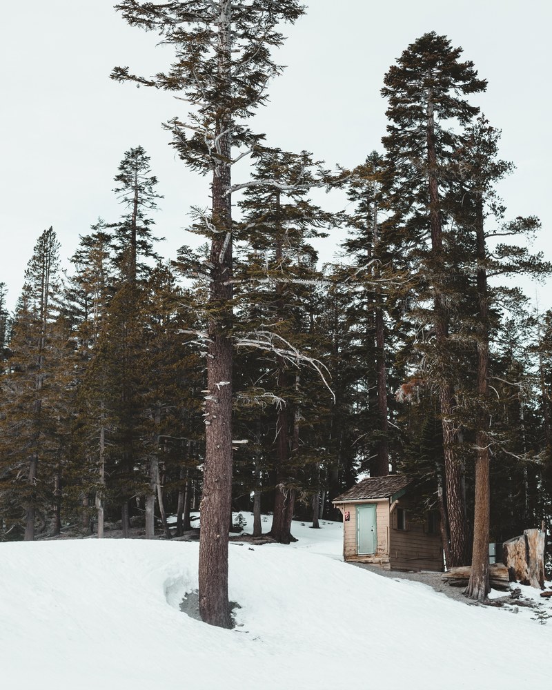tiny cabin in the woods 4k