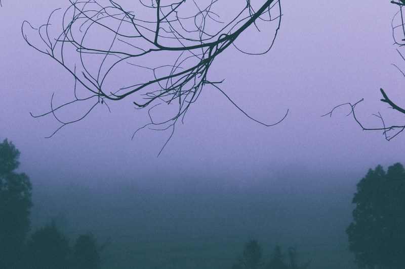 highland morning tree and foggy 4k