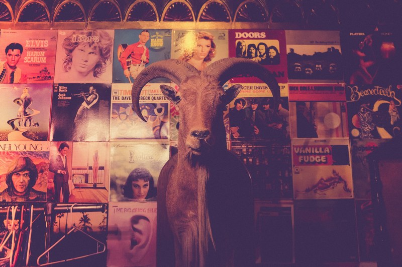 cool taxidermy art and hipster 4k