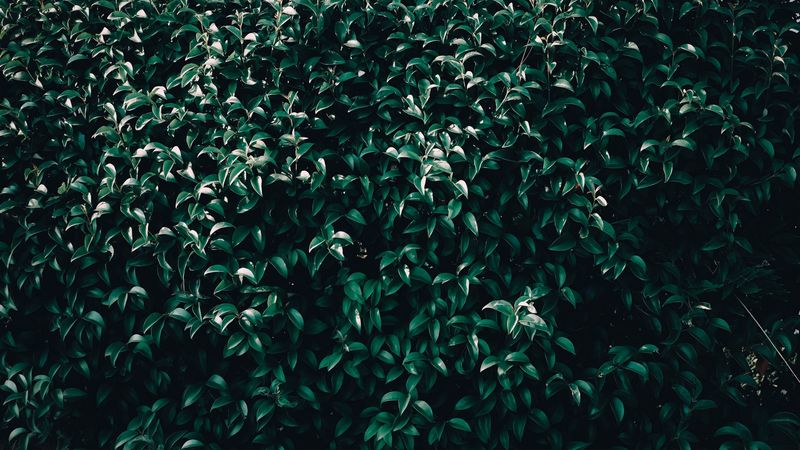 leaves, tree, branches, 4k