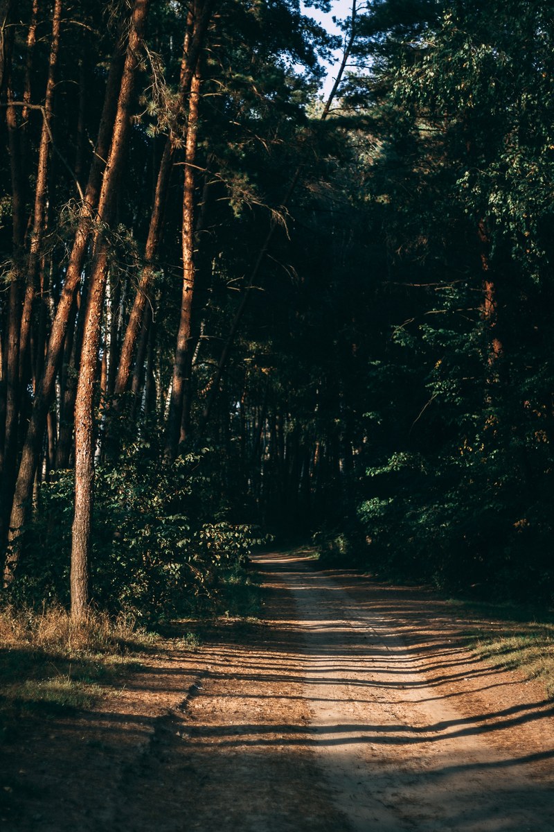 path tree forest and trees hd, 4k
