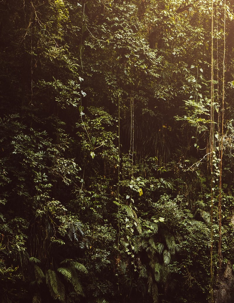 jungle tree and lush hd, 4k