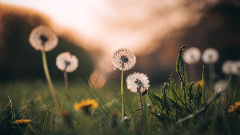dandelions, grass, macro, 4k