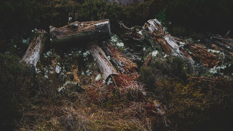 logs, grass, moss, 4k