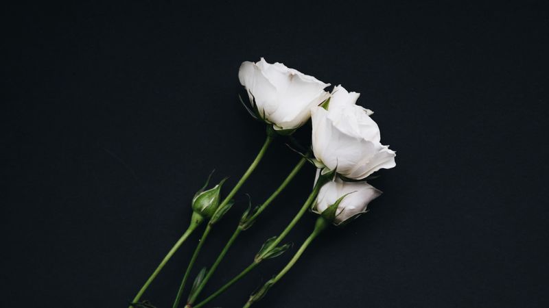 roses, bouquet, white, black background, 4k