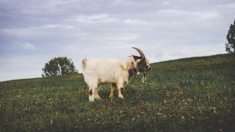wild goat with horns stands in a grassy field in switzerland, wild mountain goat 4k